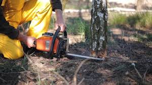 Professional Tree Care in Judson, SC