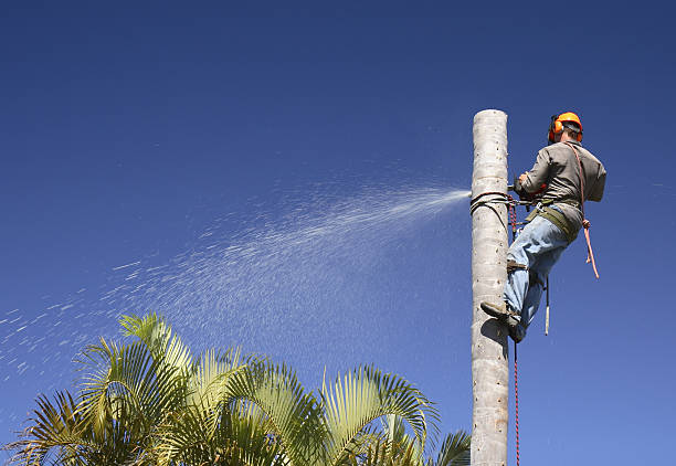 How Our Tree Care Process Works  in  Judson, SC